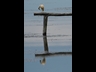 image37